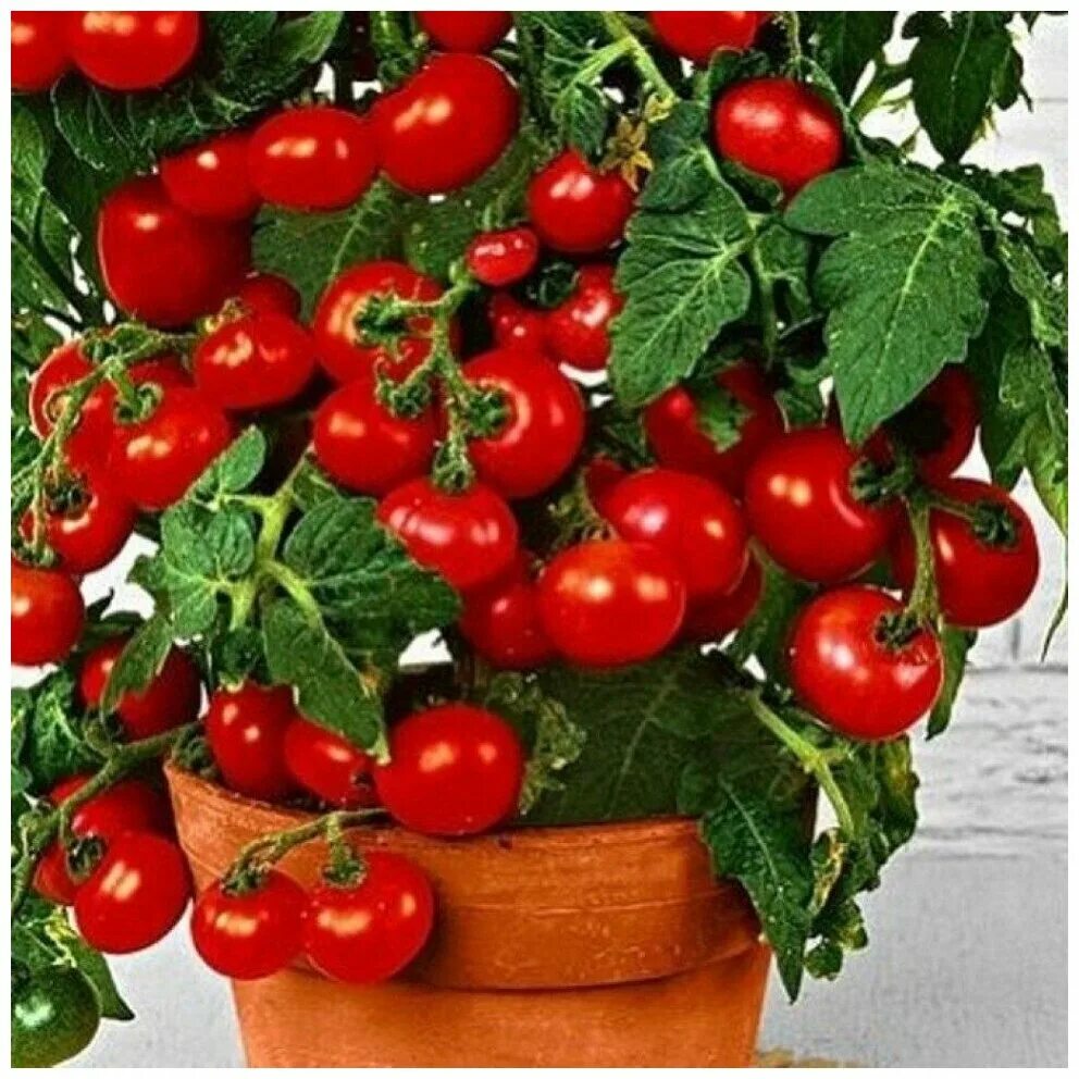 Семена томатов для балкона. Балконное чудо помидоры. Балконные помидоры черри. Томат красная россыпь. Томат tiny tim.