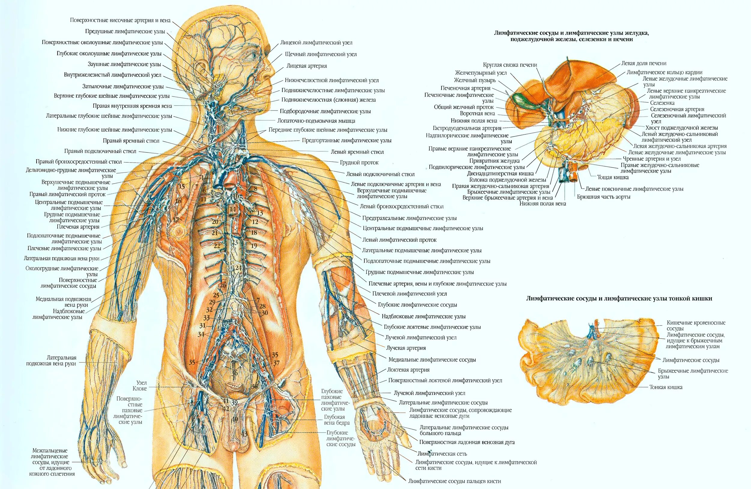 Лимфоотток в организме. Лимфатическая система схема. Структура лимфатической системы схема. Схема строения лимфоидной системы человека. Схема лимфатической системы человека анатомия расположения.