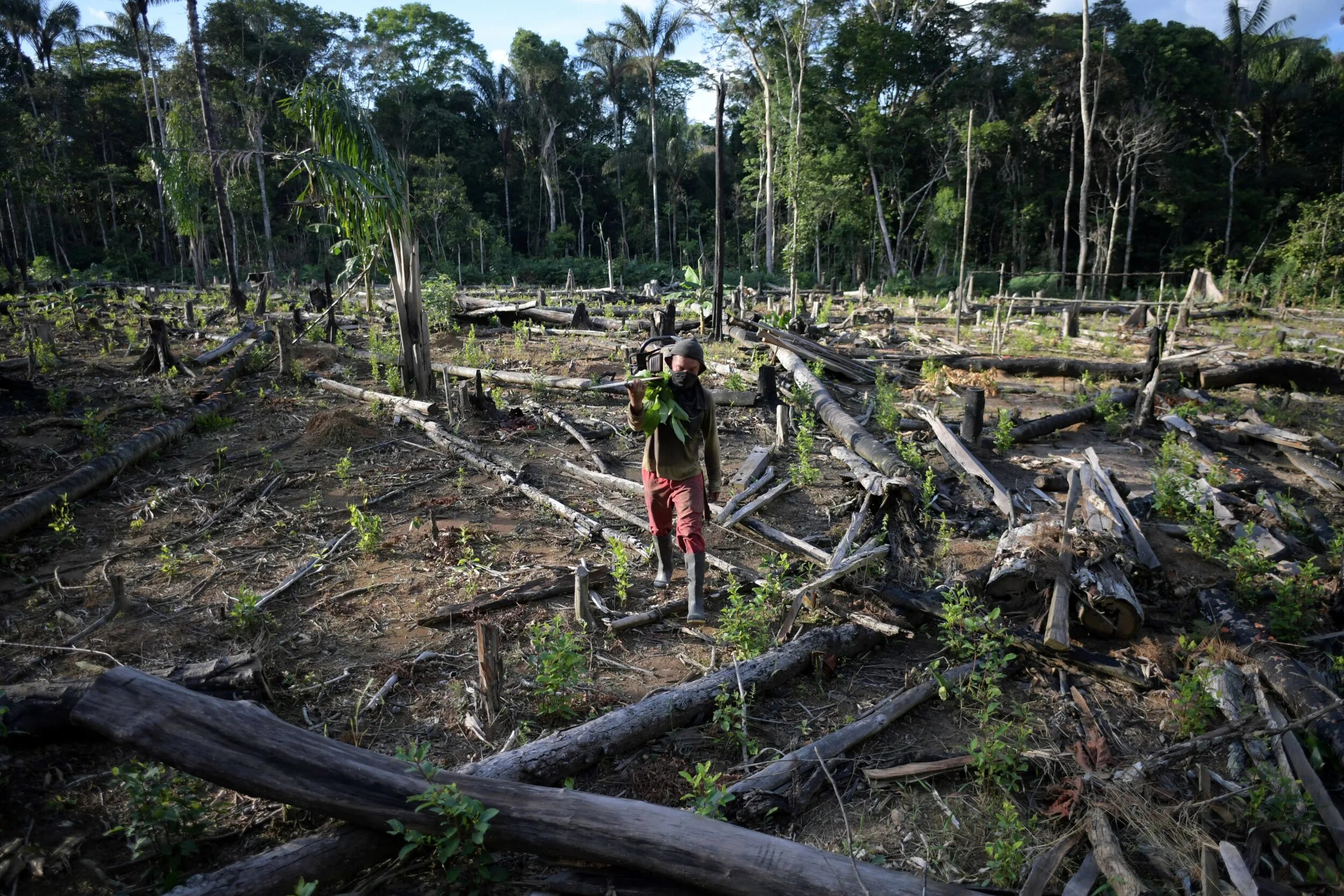 Cut down forest. Обезлесение. Rainforest Destruction. Destroying Forests. Deforestation Environmental concerns.