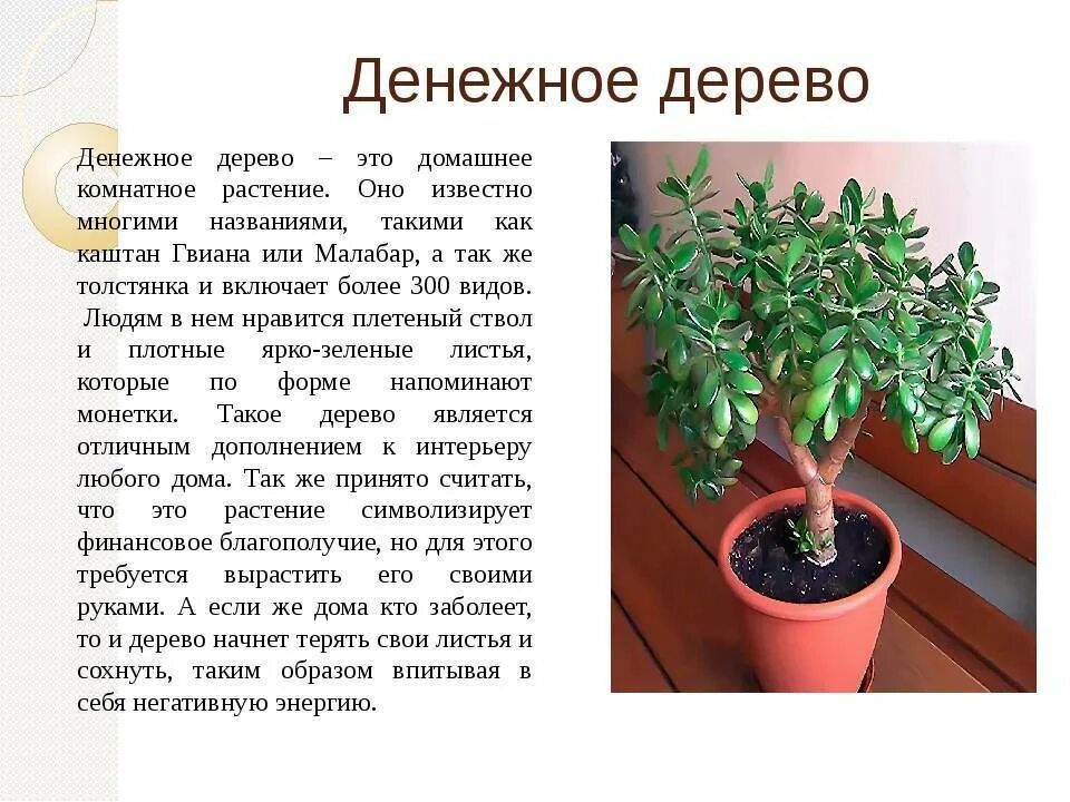 Сколько живут комнатные. Толстянка Родина растения. Родина толстянки комнатного растения. Крассула толстянка Родина. Толстянка Родина растения 2 класс.