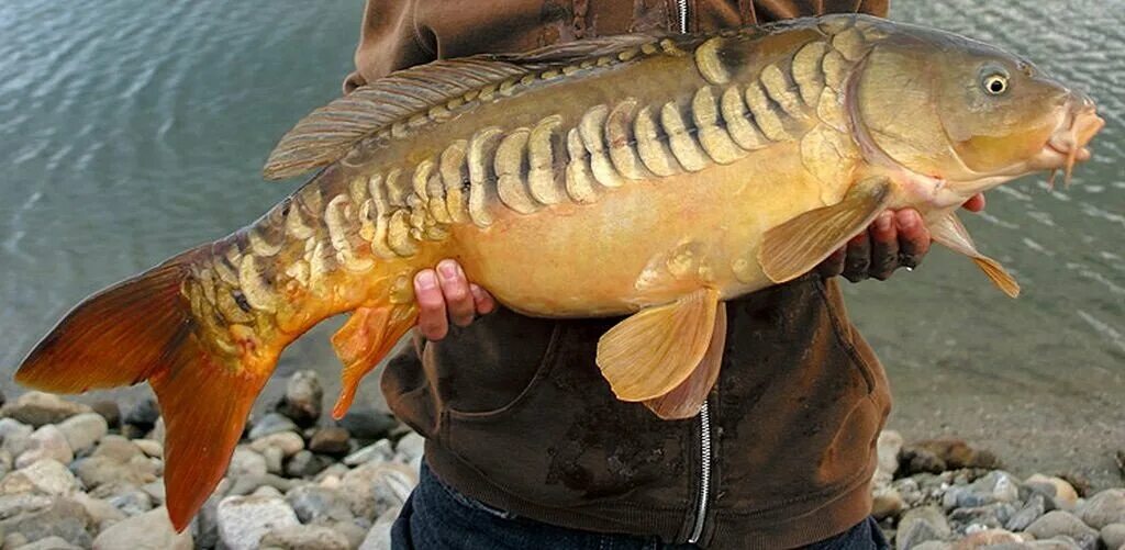 Сазан (= карп обыкновенный) – cyprinus carpio. Карп (cyprinus carpio). Сиамский императорский карп. Грустный карп. Качества карпа.