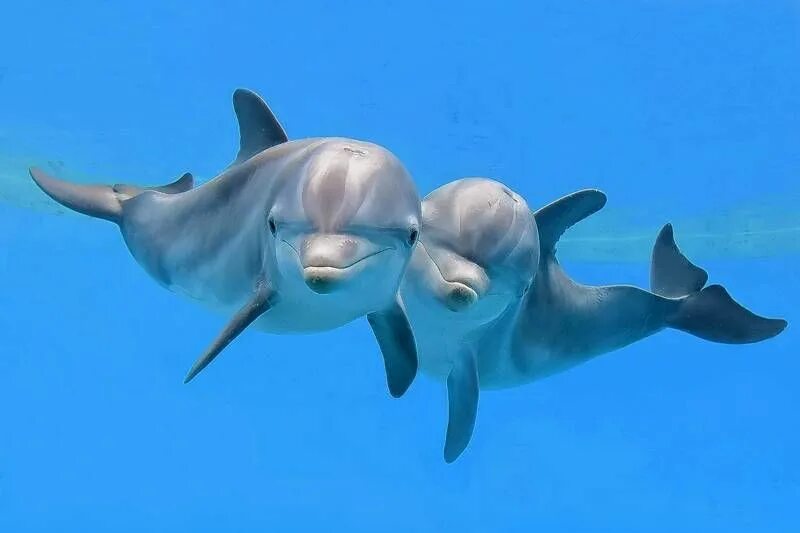 Dolphin am. Дельфин в субтропиках. Черноморская афалина. Dolphin am. Dolphin am.