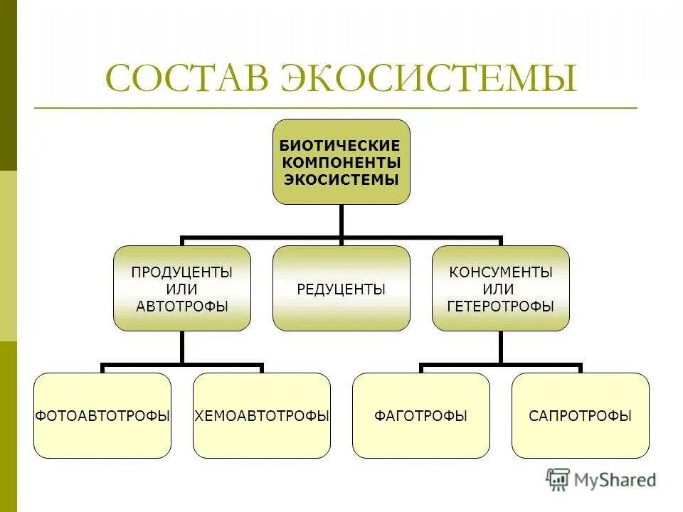 Функциональное сообщество. Структура компонентов биогеоценоза. Структура экосистемы таблица. Схема основных компонентов экосистемы. Из каких основных компонентов состоят экосистемы схема.