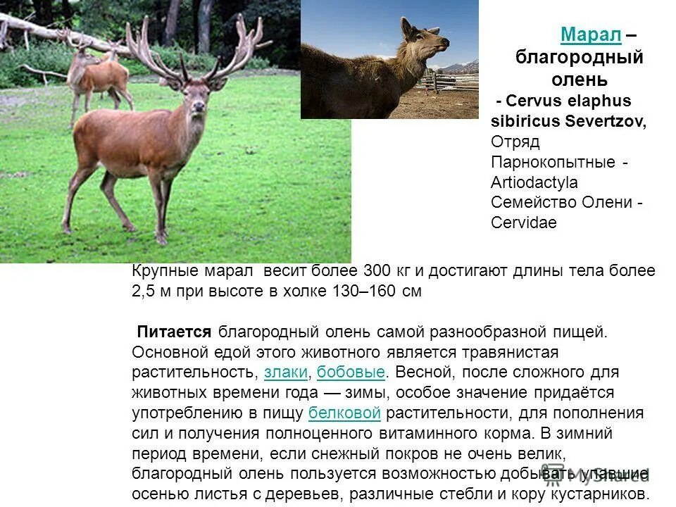 Животные природных зон южной америки. Обитатели природных зон южной америки. Животный и растительный мир природных зон россии. Природные зоны россии для дошкольников. Природные зоны россии пустыни.