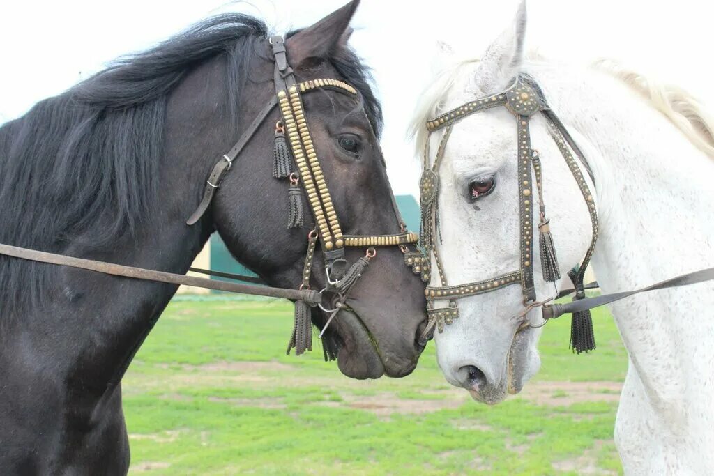 тираж. золотая подкова суперприз. золотая подкова 445. суперприз. золотая подкова 369.