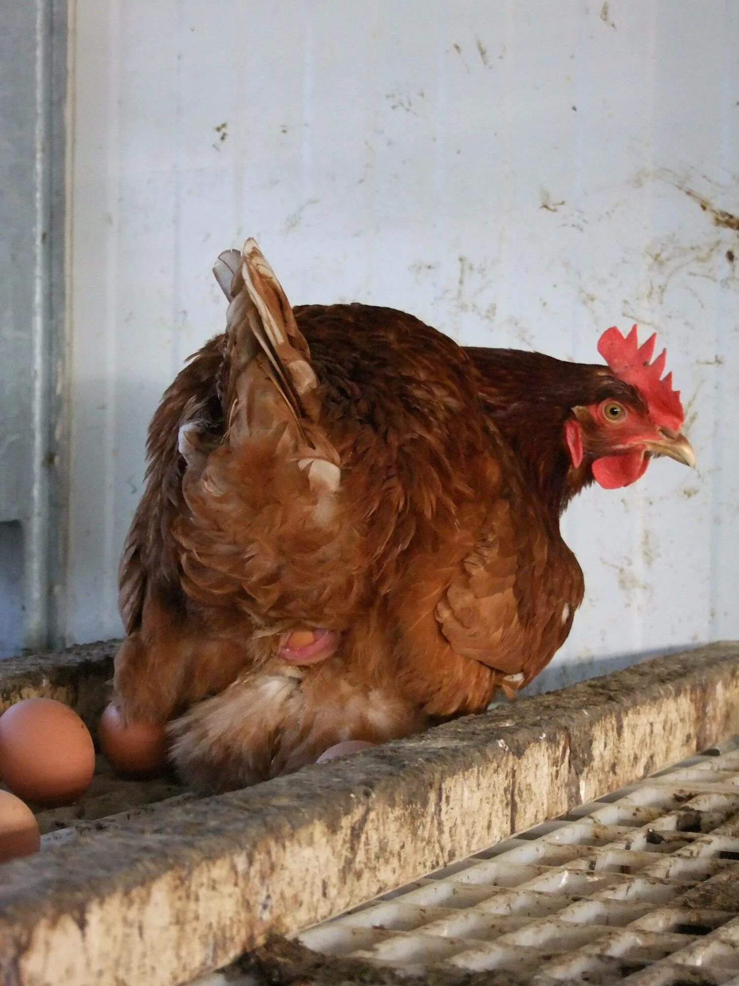 Могут ли куры нести яйца без петуха. Куры несушки. Курочки - несушки. Куры и яйца.