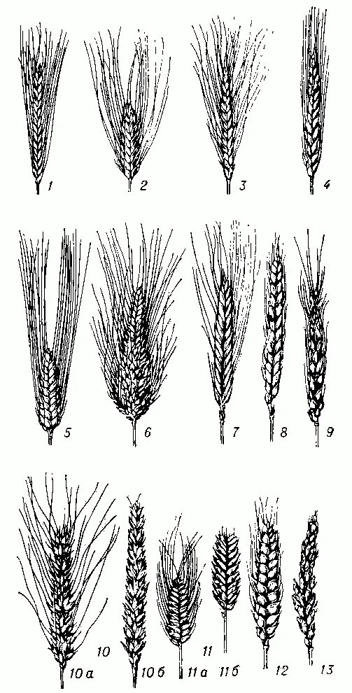 Какие классификации пшеницы вы знаете. Систематика пшеницы Яровой. Пшеница однозернянка твердая и мягкая пшеница. Систематика пшеницы мягкой. Селекция озимой твердой пшеницы.