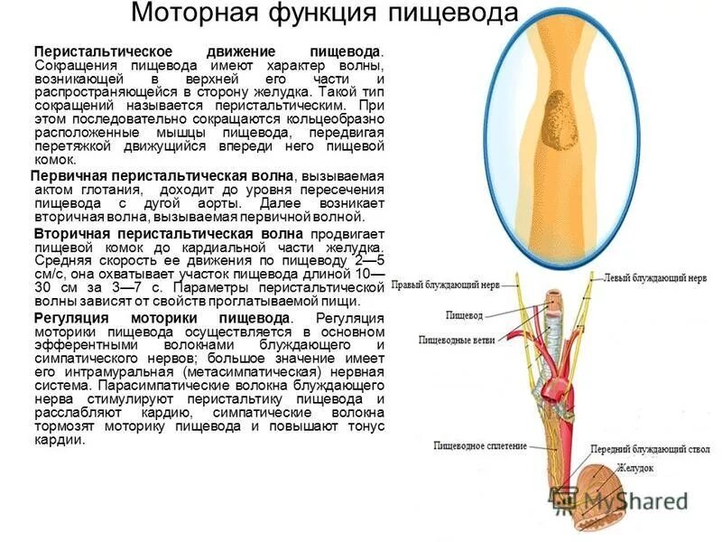 Движение пищевода