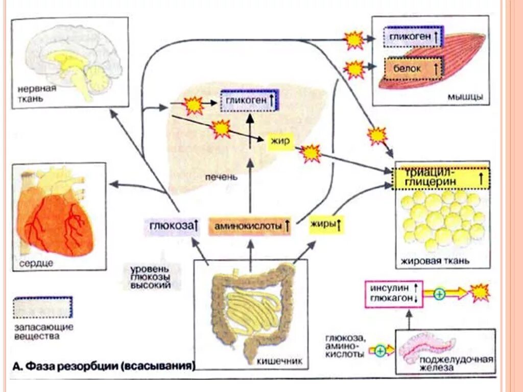 Синтез белка из жира. Гликоген в печени схема. Схема метаболизма углеводов в печени. Углеводный обмен в печени схема. Роль печени в углеводном обмене схема.