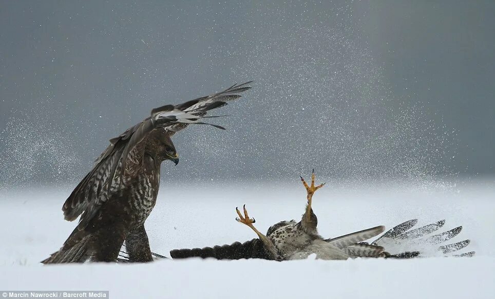 Птица в полёте. Падающий ястреб. Орлан белохвост пара. Птицы. Падающий ястреб.