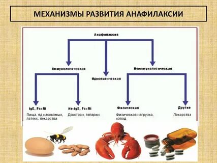 Механизм анафилактического шока