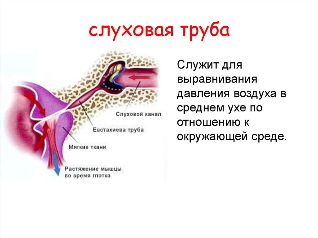 Давление в среднем ухе атмосферное