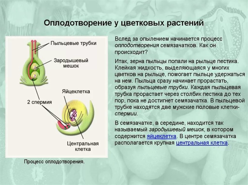 Проникновение спермиев в зародышевый мешок перенос пыльцы. Двойное оплодотворение 6 класс биология. Схема оплодотворения покрытосеменных растений 6 класс. Схема двойного оплодотворения у цветковых растений. Двойное оплодотворение у цветковых растений.