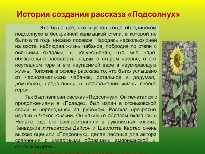 Рассказ о подсолнечнике. Доклад про подсолнечник. Сообщение о подсолнечнике. Легенда о подсолнухе для детей. Подсолнух текст описание