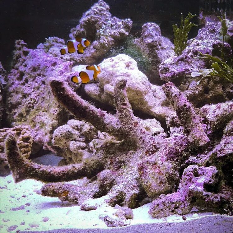Живой рифовый камень. Сухой рифовый камень. Живые камни для морского аквариума. Ветвистый морской аквариум.