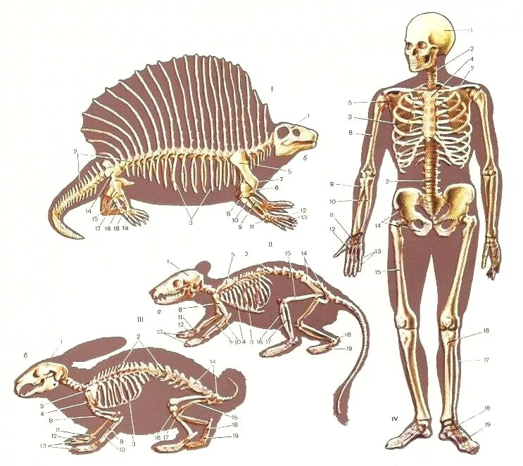 Опорнодвигательная система гаттреии. Скелет млекопитающих. Строение скелета млекопитающих. Скелеты разных животных. Внутреннее строение млекопитающих скелет