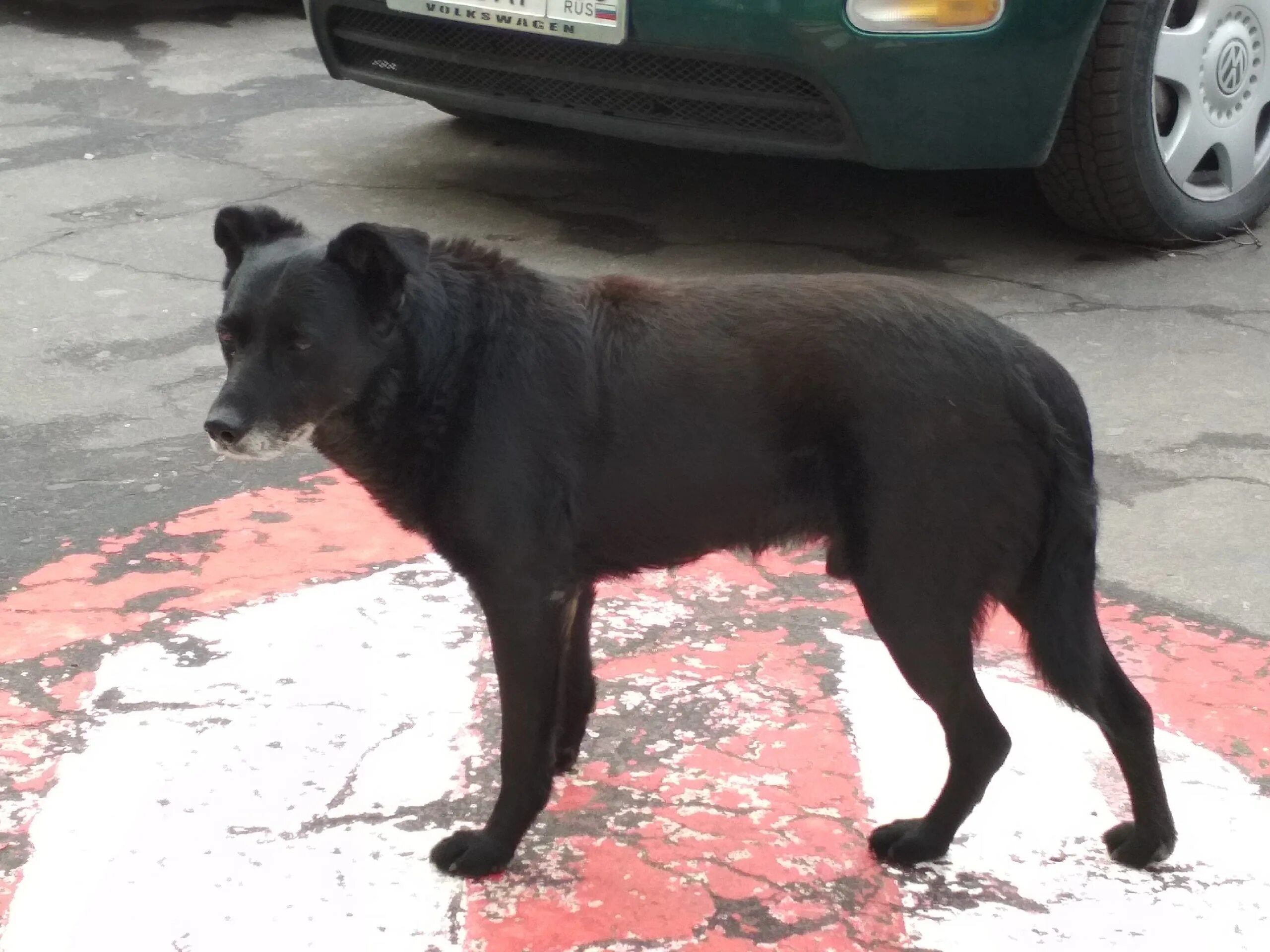 найдена собака московская область истринский район. пропала собака. пропала найдена собака волоколамск. замечена собака. потерялся пес слепой и рыжий гатчина.