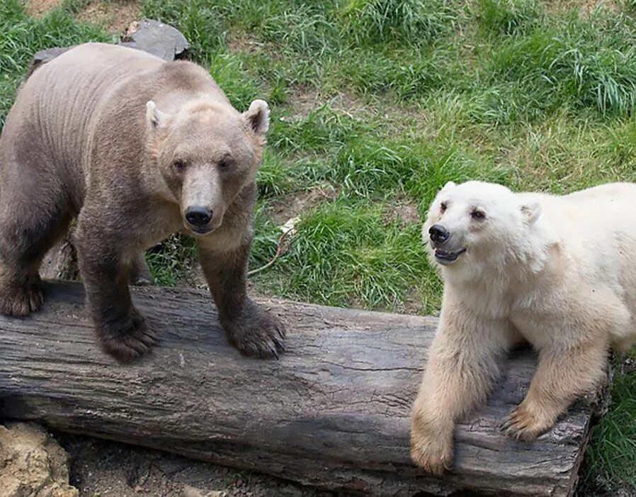 Какой медведь сильнее. ГРОЛАР гибрид. ГРОЛАР (Полярный Гризли). ГРОЛАР гибрид белого медведя и Гризли. Белый медведь с бурым медведем гибрид.