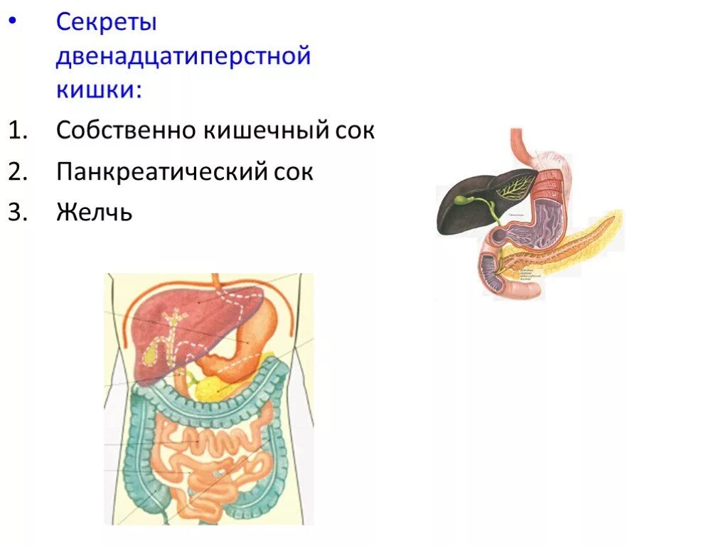 Ферменты 12 перстной. Состав сока двенадцатиперстной кишки. Пищеварительные железы 12 перстной кишки. Пищеварительный сок в 12 перстной кишки. Секрет 12 перстная кишка.