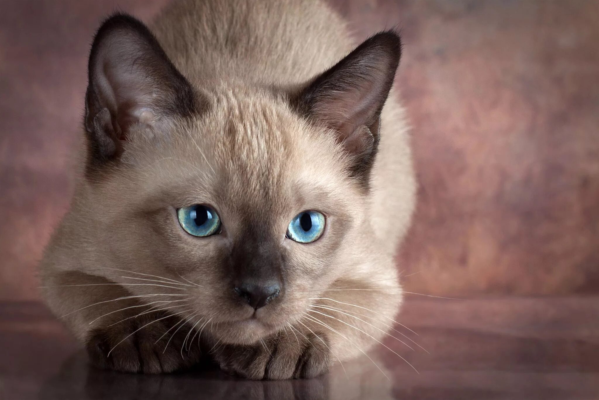 Обои кошки купить. Сиамская порода кошек. Бурманская Сиамская кошка. Бурманская кошка с голубыми глазами. Бурманская кошка голубоглазая.