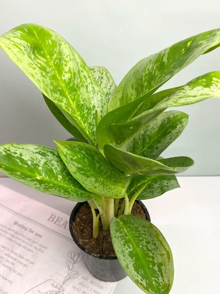 Аглаонема лимон минт. Аглаонема лемон минт. aglaonema matcha lemon аглаонема. аглаонема лемон минт фото. пятнистый домашний цветок.