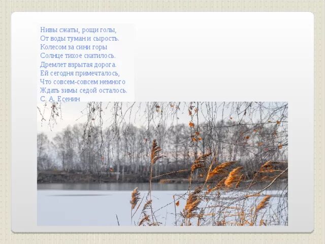 Нивы сжаты Рощи голы. Стихотворение Нивы сжаты Рощи голы. Есенин дремлет взрытая дорога. Нивы сжаты.