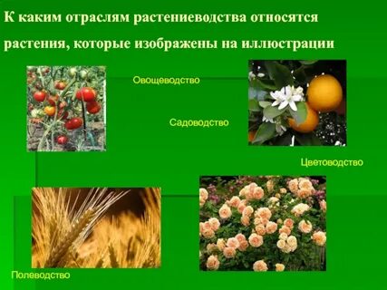 Какое растение выращивают