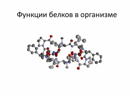Роль белка для человека