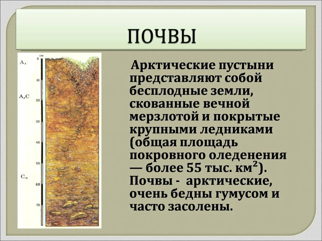 Почвы и их свойства арктических пустынь. Почвы арктических пустынь. тип почв в арктических пустынях. почвы и тип почв арктических пустынь.