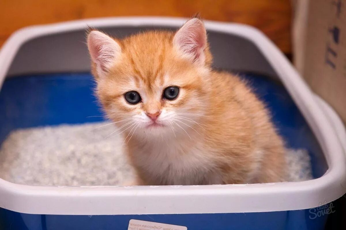 Как приучить кошку к еде. Лоток для кошек. кот в лотке. приучить котенка к лотку. кошачий туалет.