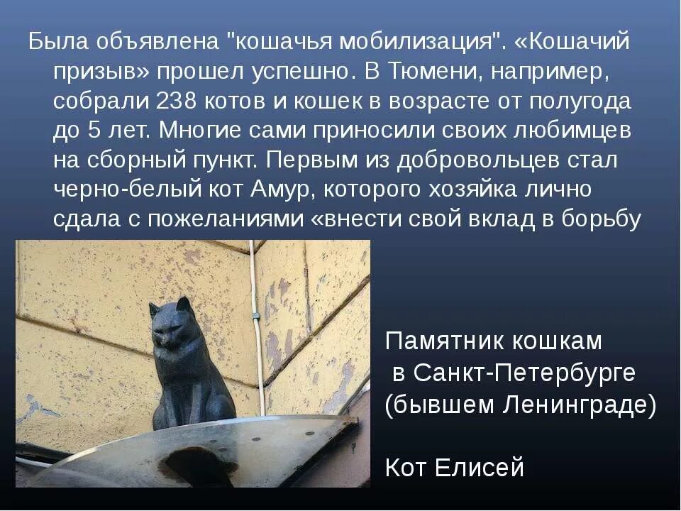 Памятник кошке рассказ. Памятник коту в Ленинграде. Памятник котам блокадного Ленинграда. Кошачий призыв.