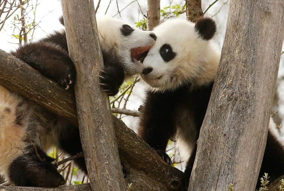 Две панды обнимаются. Панда обнимает. Панда обнимашка. Влюбленные панды. Панда живет в зоопарке