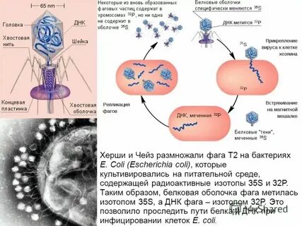 Масса атома азота 14