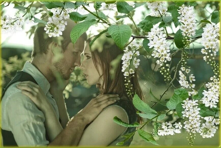 Живи цвети любимый. Весенний поцелуй. Влюбленные в черемухе. Влюбленные под черемухой ....