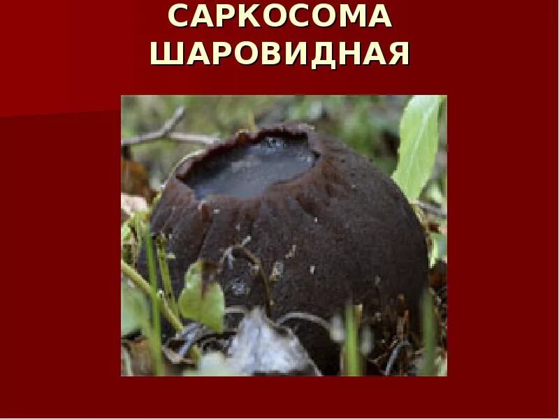 Саркосома шаровидная фото и описание. Саркосома шаровидная красная книга. Гриб Саркосома красная. Саркосома шаровидная гриб. Саркосома шаровидная гриб красная книга.