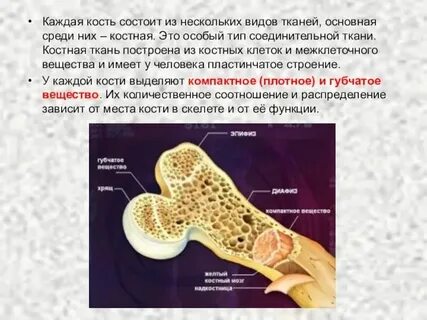 К какому виду ткани относится костная ткань