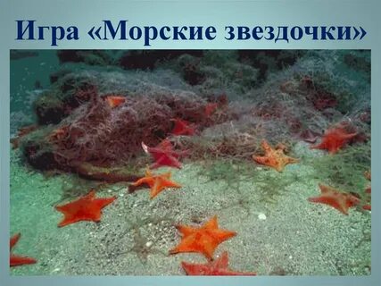 Как двигается морская звезда