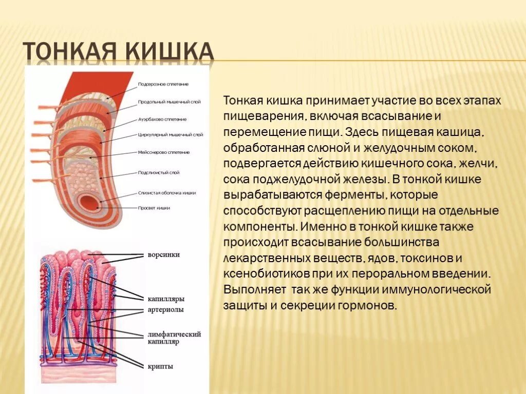 Какова функция тонкого кишечника. Пищеварительный сок тонкого кишечника. Состав пищеварительного сока тонкой кишки. Состав тонкого кишечника. Всасывание в тонкой кишке.