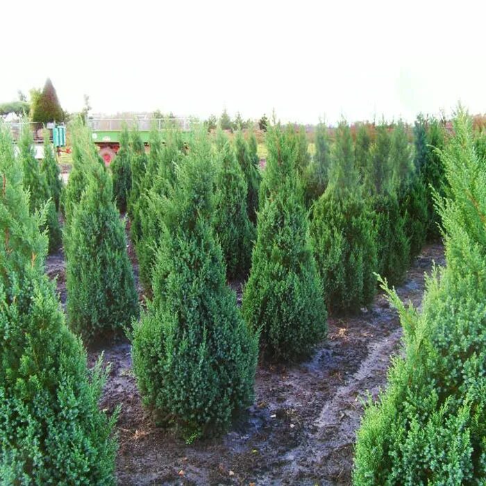 Можжевельник китайский Стрикта (Stricta) - купите саженцы в контейнере в Краснод