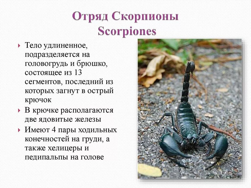 Отряд Скорпионы общая характеристика представители. Отряд Скорпионы (Scorpiones). Характеристика паукообразных скорпионов. Характеристика скорпионов биология. Признаки типа паукообразные