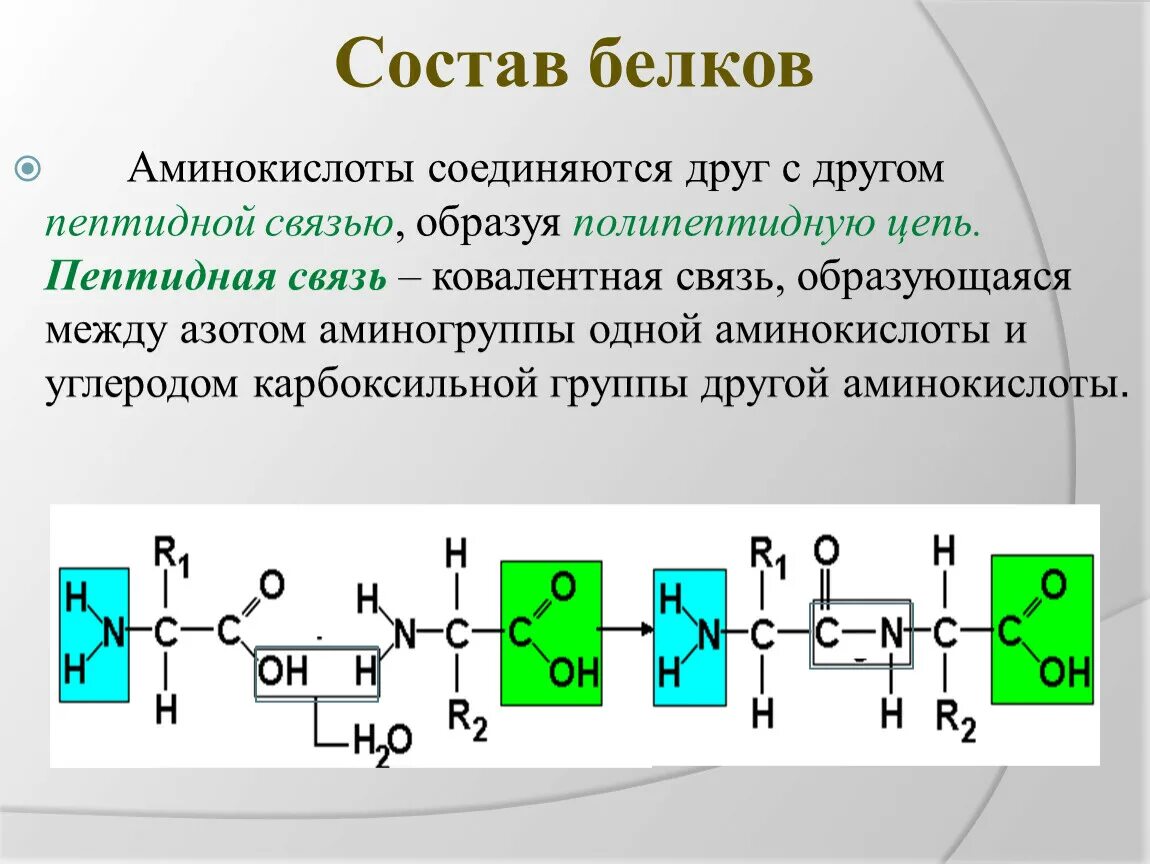 Аминокислоты которые образуют белок. Пептидная связь структура белка. структура белка аминокислоты. пептидная цепь аминокислот. белки состав.