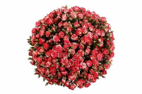19 цветов