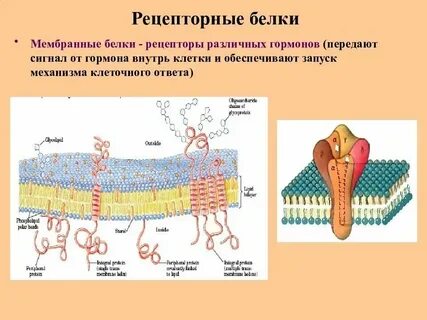 Белки в составе мембран клетки функция