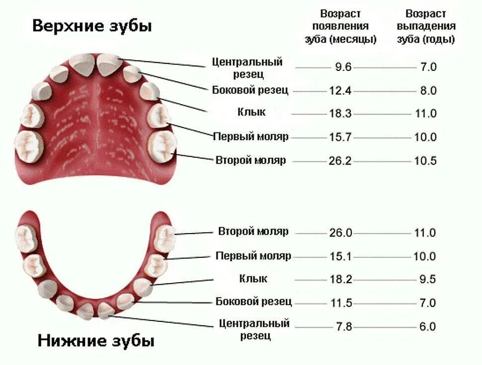 Через сколько зуб перестает болеть. Молочные зубы схема выпадения. Схема молочных зубов у детей 10 лет. Какие молочные зубы выпадают у детей схема. Схема молочных зубов выпадения молочных.