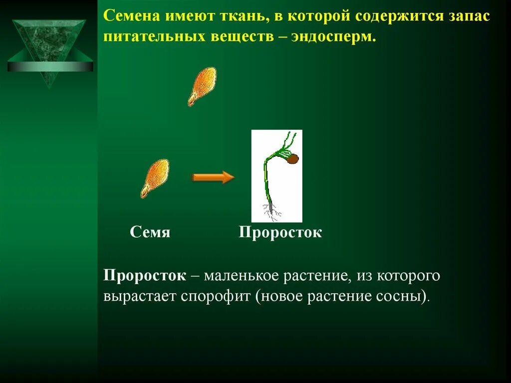 В каких структурах содержится запас питательных веществ. Семена имеют. Запас питательных веществ у растений. Запас питательных веществ в семени. Основной запас питательных веществ в эндосперме.