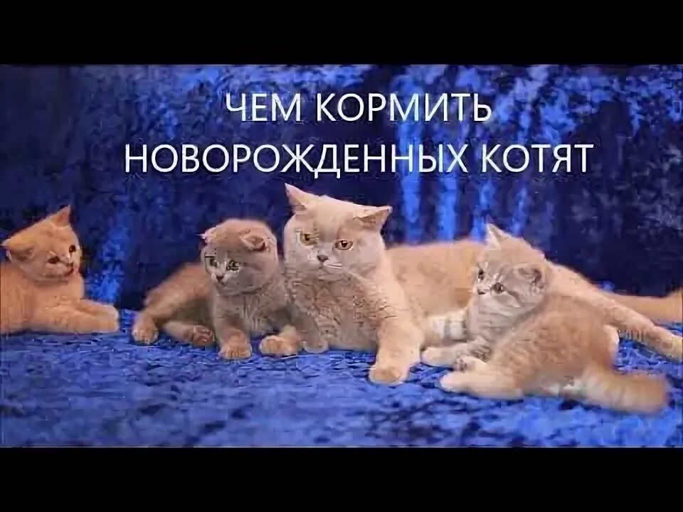 Как кормить котят без кошки 2 недели. Стадии взросления британца. если бросила кошка котят чем кормить котят.