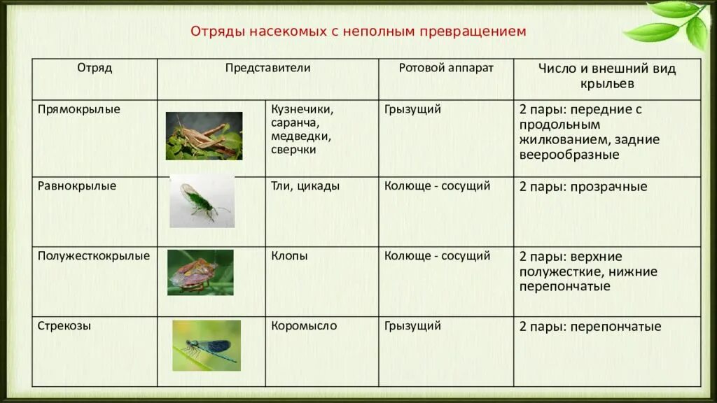 Отряд насекомых тип развития. Отряды насекомых с полным превращением. Виды насекомых с полным превращением. Отряды насекомых с неполным превращением. Полный метаморфоз у насекомых.