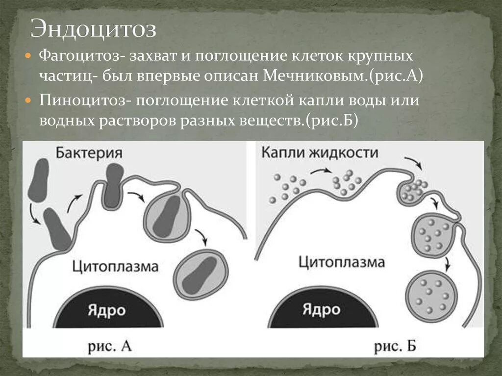 Этапы эндоцитоза. Фагоцитоз и пиноцитоз эндоцитоз ЕГЭ. ЕГЭ фагоцитоз эндоцитоз. Эндоцитоз этапы фагоцитоза пиноцитоз экзоцитоз. Фагоцитоз и пиноцитоз схема.