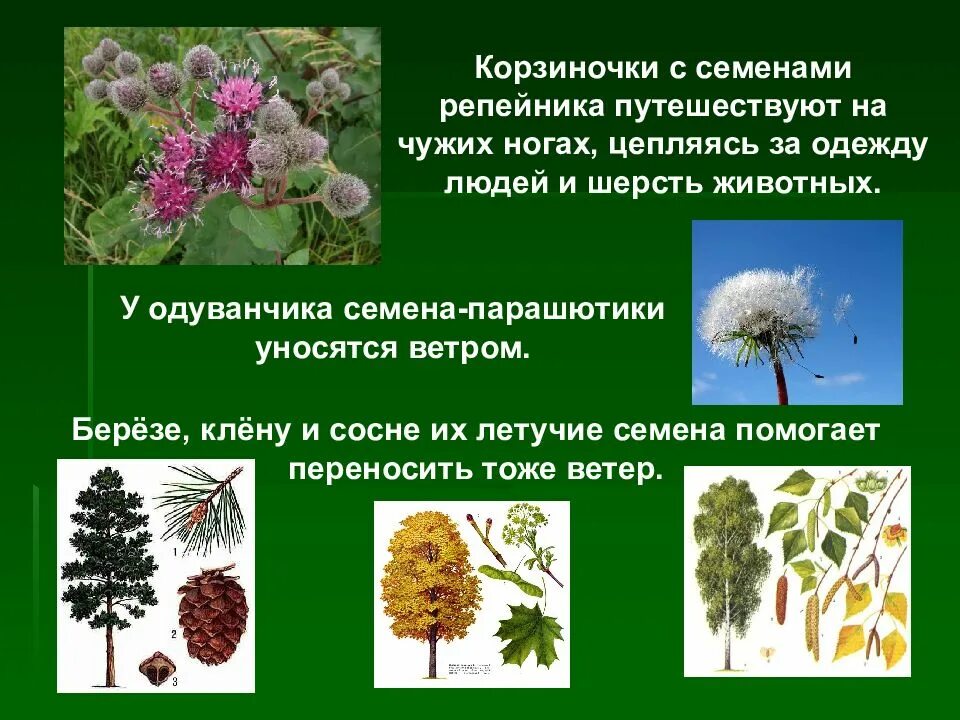 Окружающий мир 3 размножение и развитие растений. Размножение и развитие растений 3 класс окружающий мир. размножение и развитие р. размножение растений 3 класс окружающий мир. плоды путешествуют.