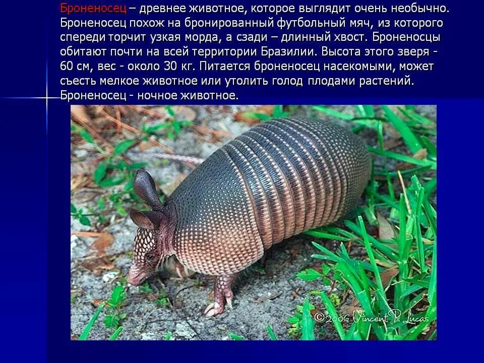 Проект по окружающему миру про зверь броненосец Ответы : Броненосец, как устроено его тело